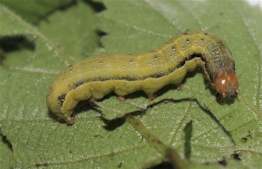 Orthosia gracilis - karcsú barkabagoly
