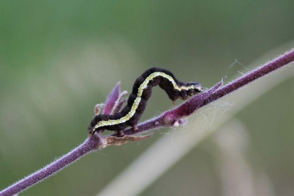 Emmelia trabealis - zebrabagoly