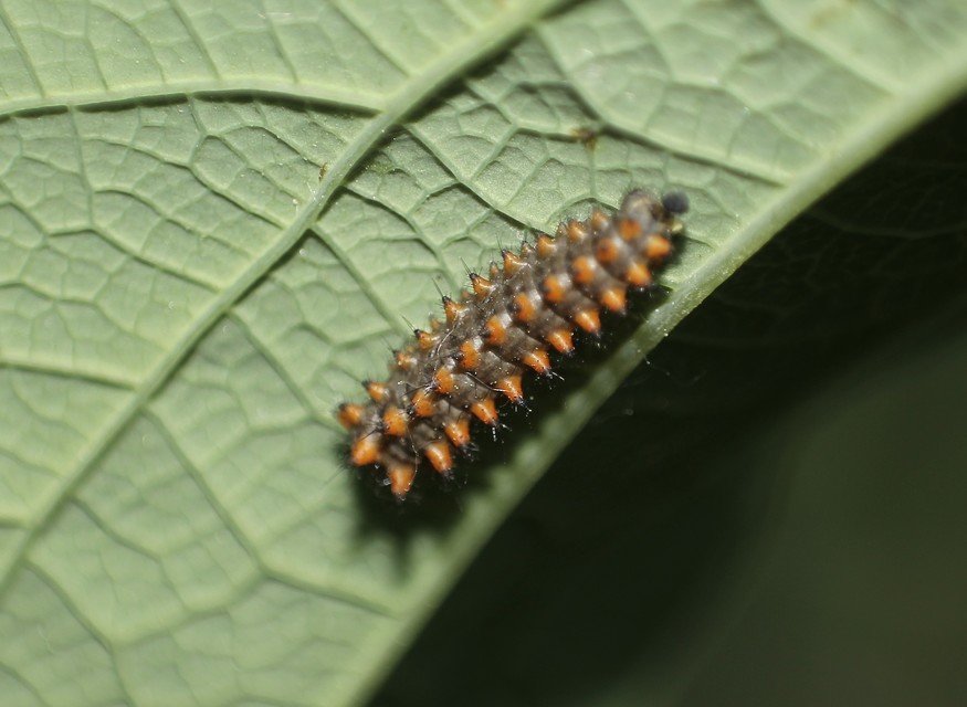 Zerynthia polyxena - farkasalmalepke