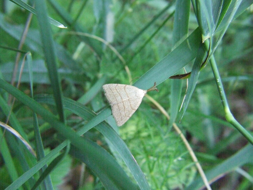 Polypogon tentacularia - sötétaljú karcsúbagoly