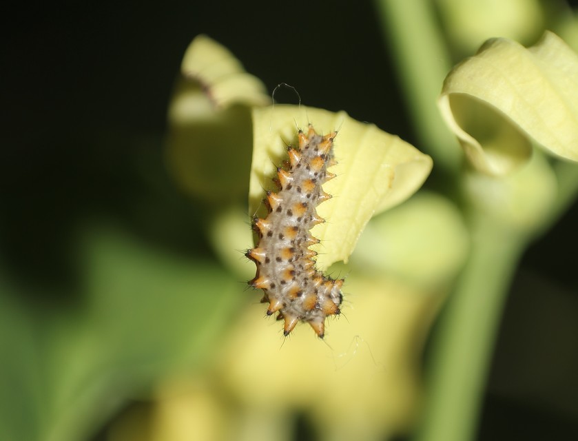 Zerynthia polyxena - farkasalmalepke