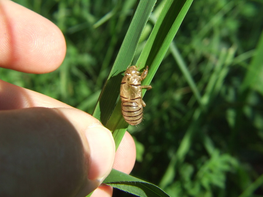 Cicadetta montana