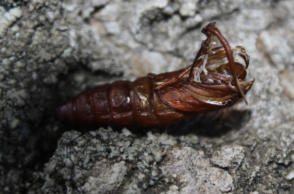Sesia apiformis - darázslepke