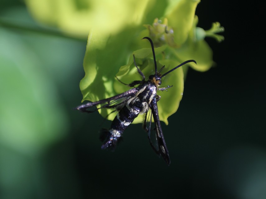 Sesiidae - szitkárfélék