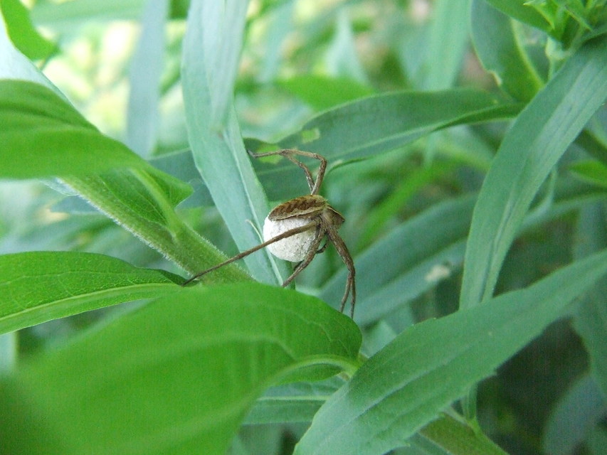 Pisaura mirabilis - csodáspók