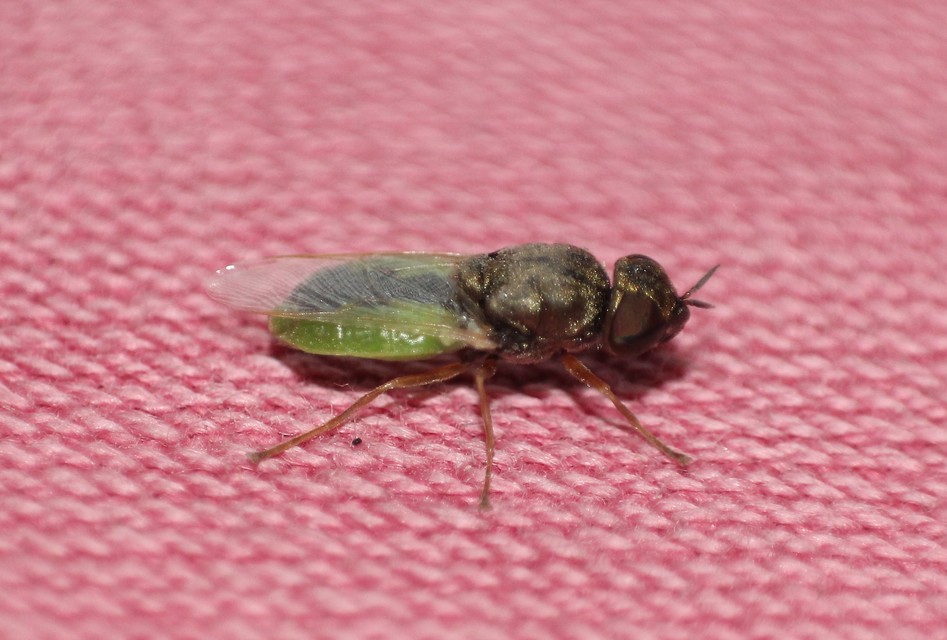 Oplodontha viridula - zöld zömöklégy