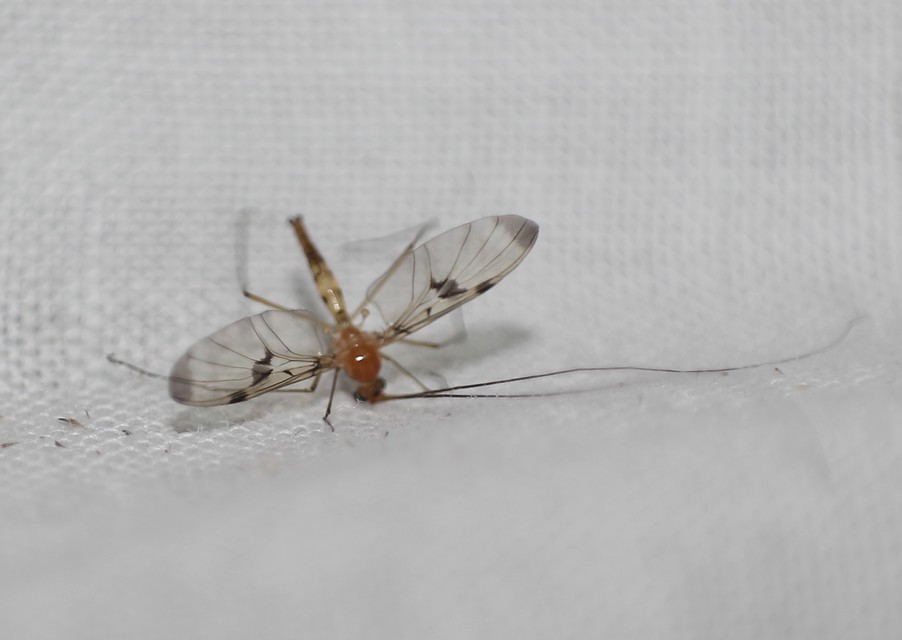 Macrocera