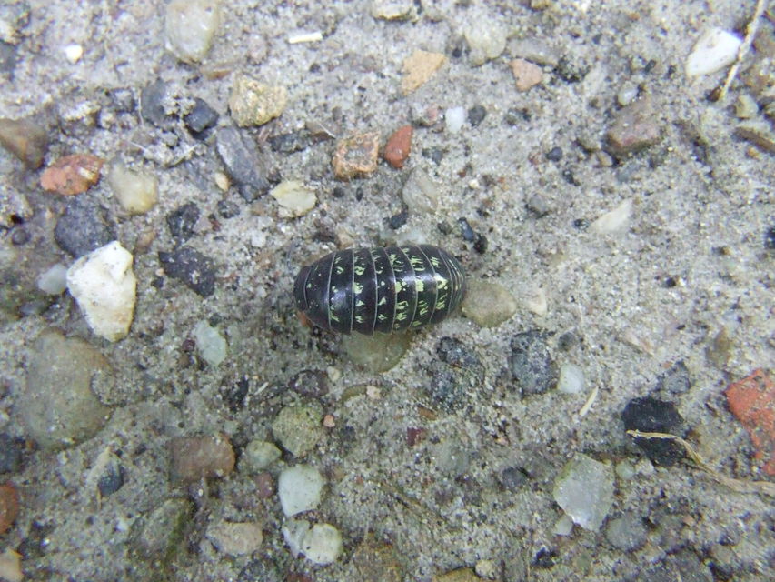 Armadillidium