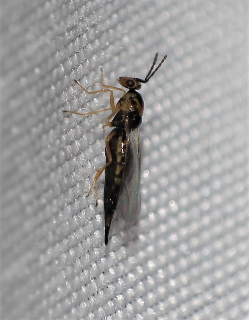 Eulophidae - karcsú fémfürkészek