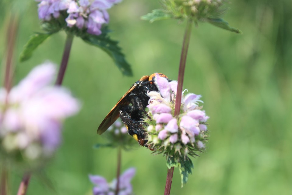 Megascolia maculata - óriás-tőrösdarázs