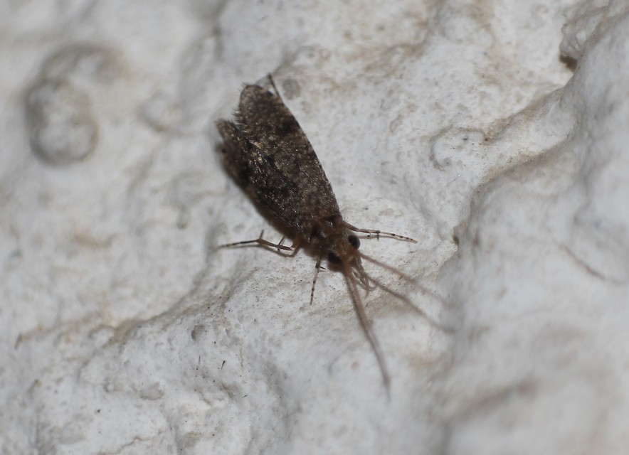 Trichoptera - Tegzesek
