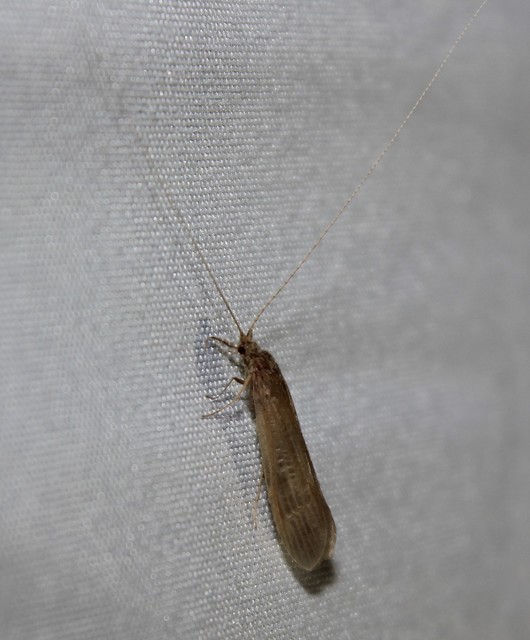 Trichoptera - Tegzesek