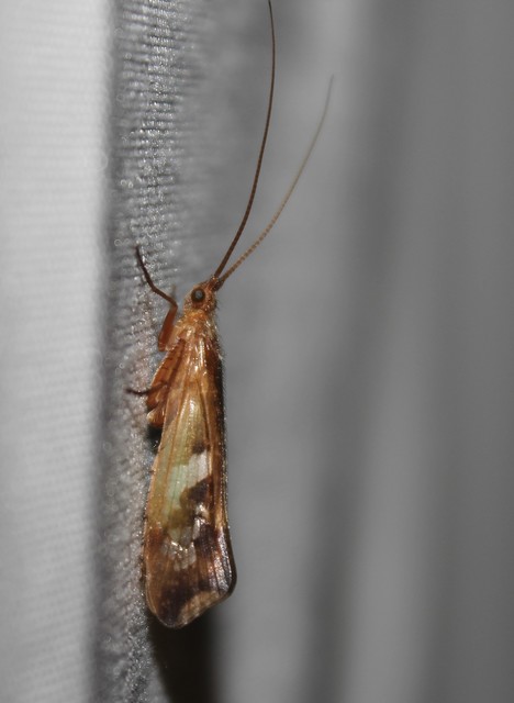 Trichoptera - Tegzesek