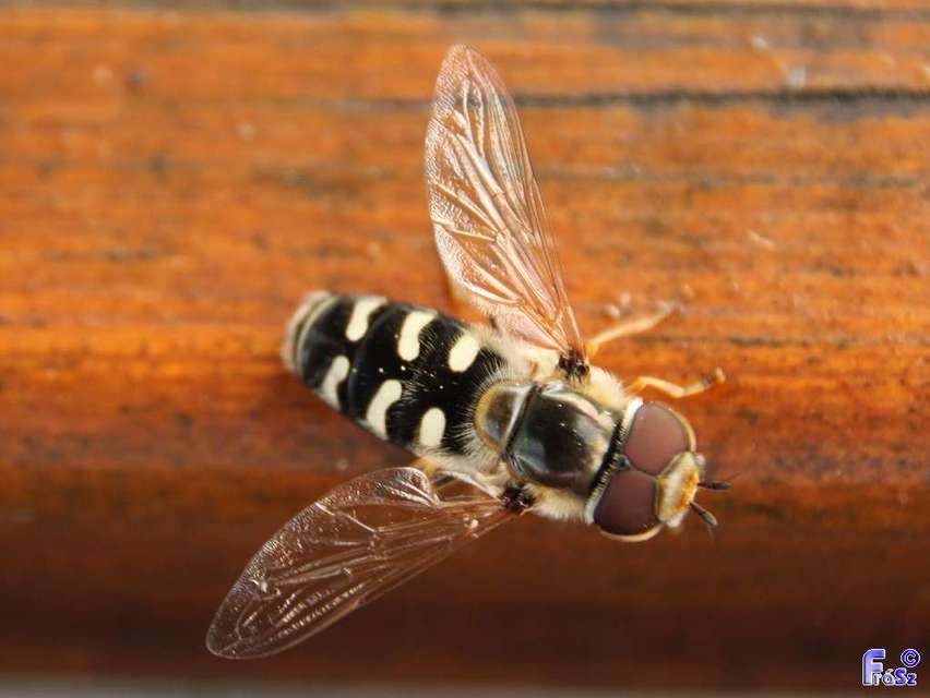 Scaeva pyrastri - gyakori nagyhomlokúlégy
