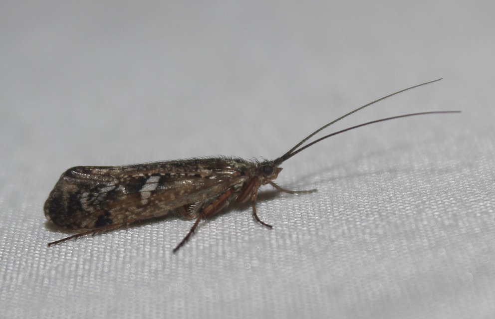 Trichoptera - Tegzesek