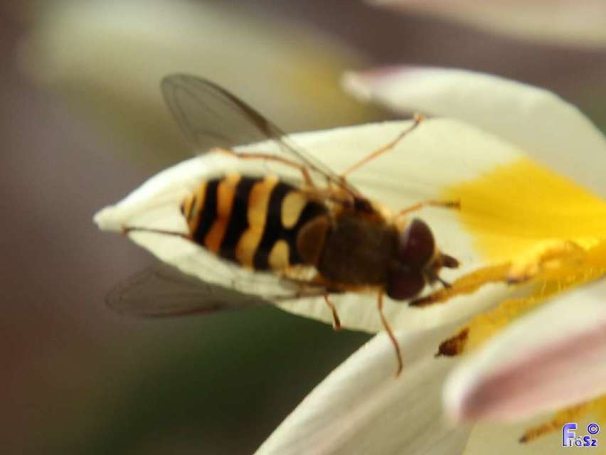 Syrphus