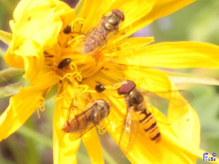 Episyrphus balteatus - ékfoltos zengőlégy