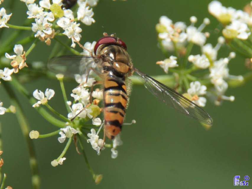 Episyrphus balteatus - ékfoltos zengőlégy