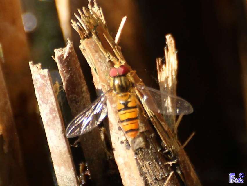 Episyrphus balteatus - ékfoltos zengőlégy