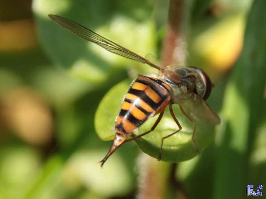 Episyrphus balteatus - ékfoltos zengőlégy
