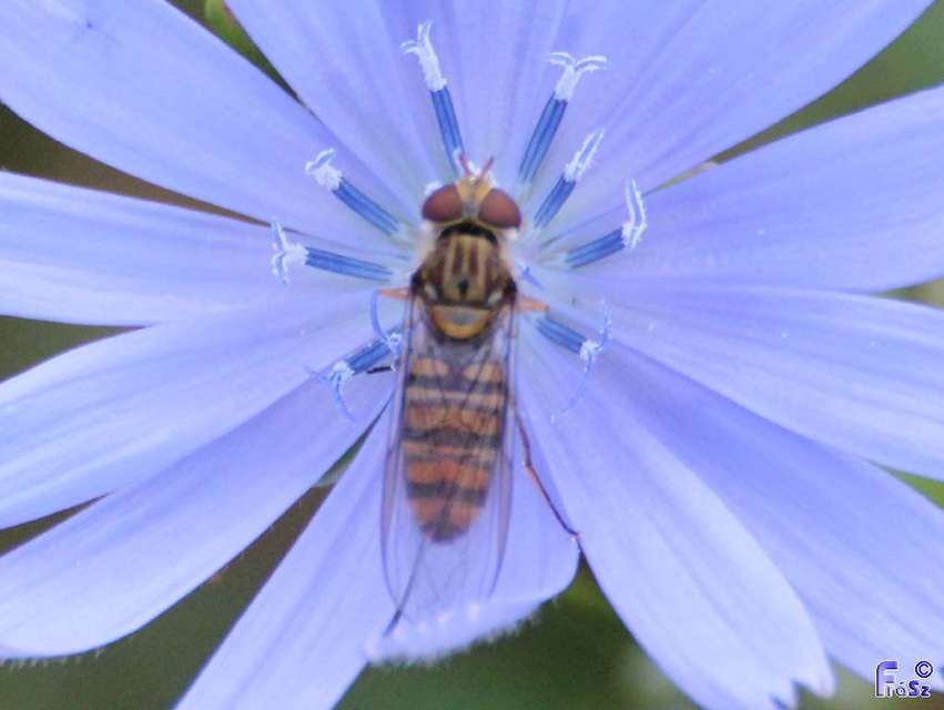 Episyrphus balteatus - ékfoltos zengőlégy