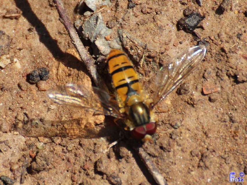 Episyrphus balteatus - ékfoltos zengőlégy