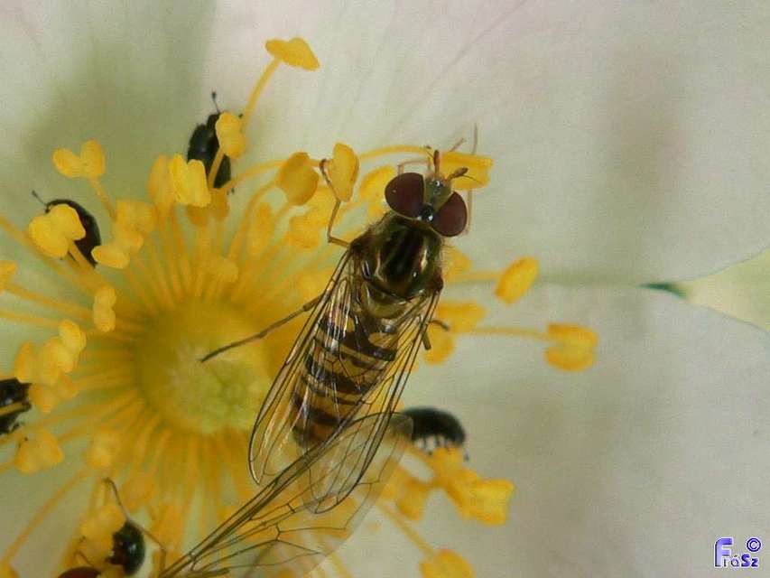 Episyrphus balteatus - ékfoltos zengőlégy