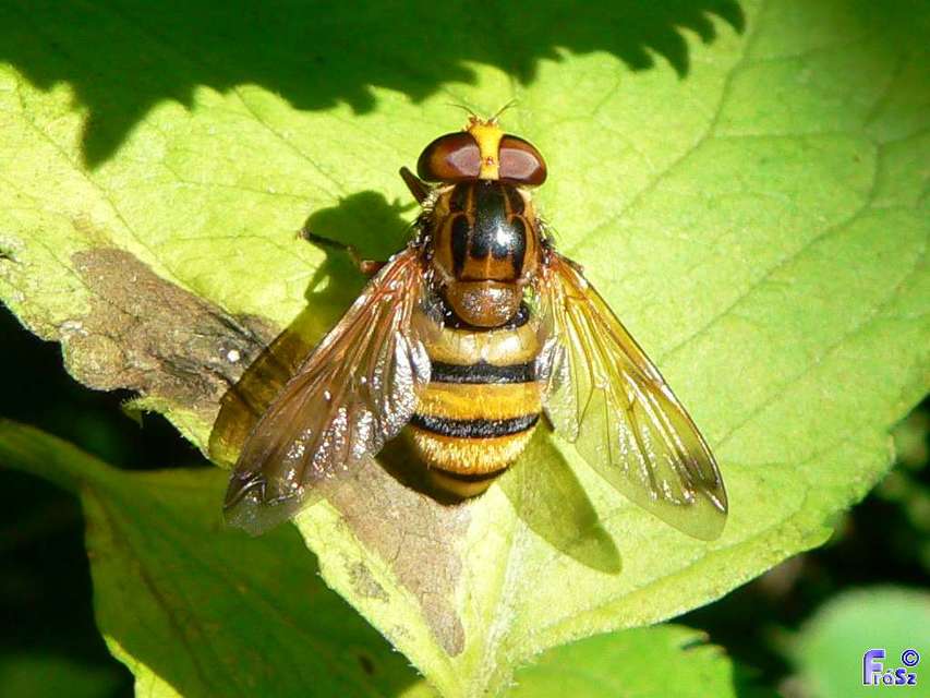 Volucella inanis - háromöves pihelégy