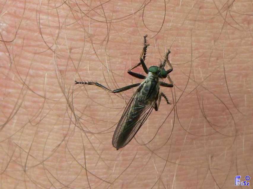 Asilidae - rablólégyfélék