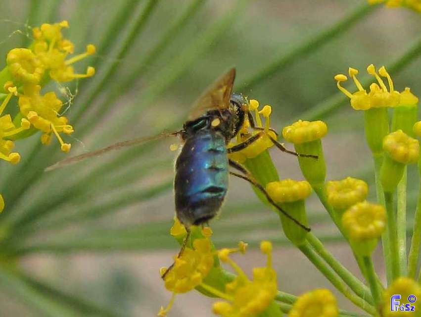 Chloromyia formosa - közönséges fémeslégy