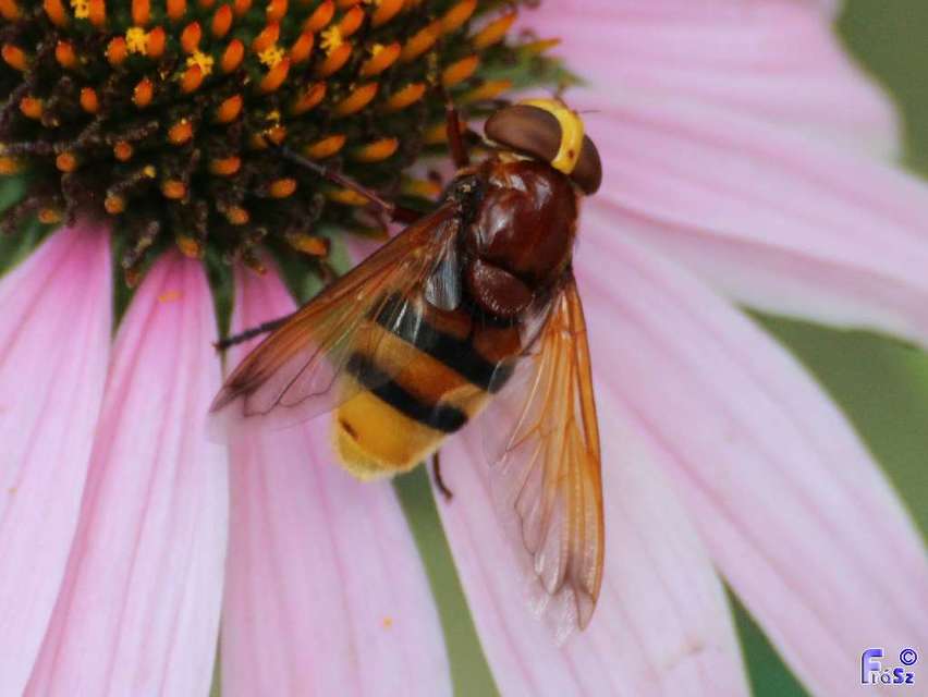 Volucella zonaria - kétöves pihelégy Volucella zonaria - kétöves pihelégy