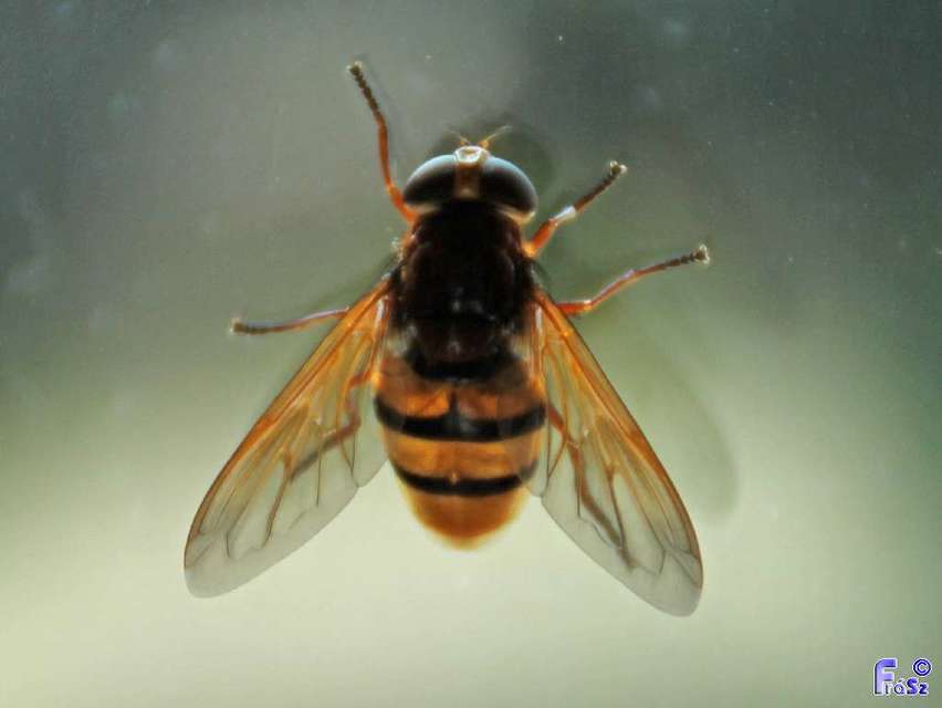 Volucella zonaria - kétöves pihelégy Volucella zonaria - kétöves pihelégy
