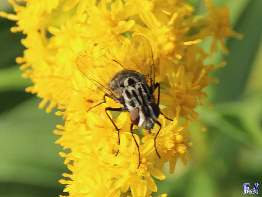 Graphomya maculata