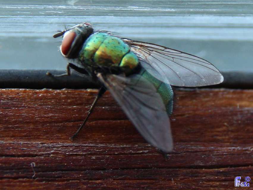 Lucilia sericata - selymes döglégy