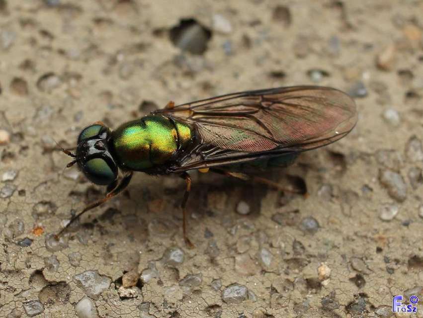 Chloromyia formosa - közönséges fémeslégy
