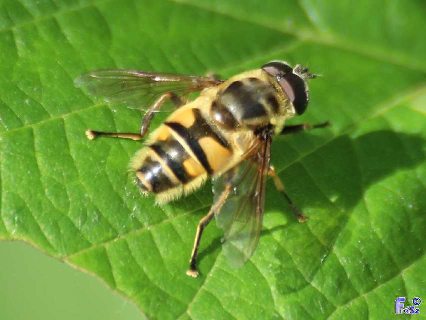 Myathropa florea - halálfejes odúlégy