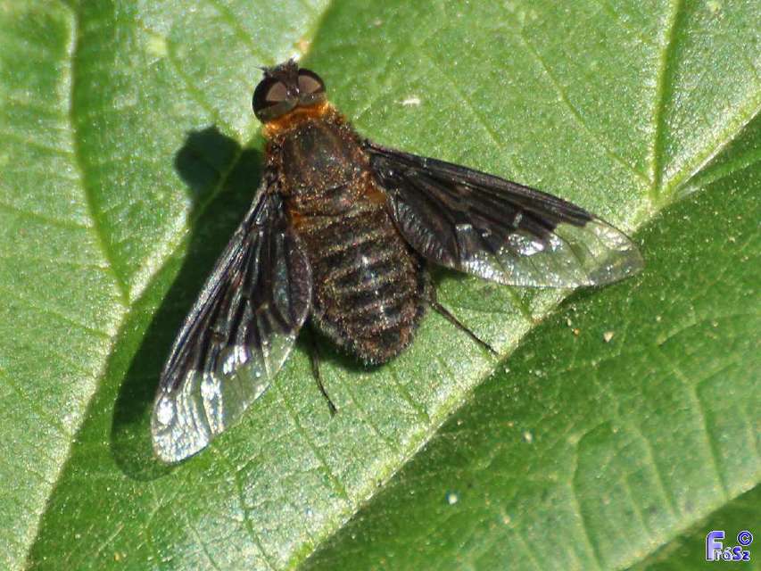 Hemipenthes morio - közönséges gyászlégy