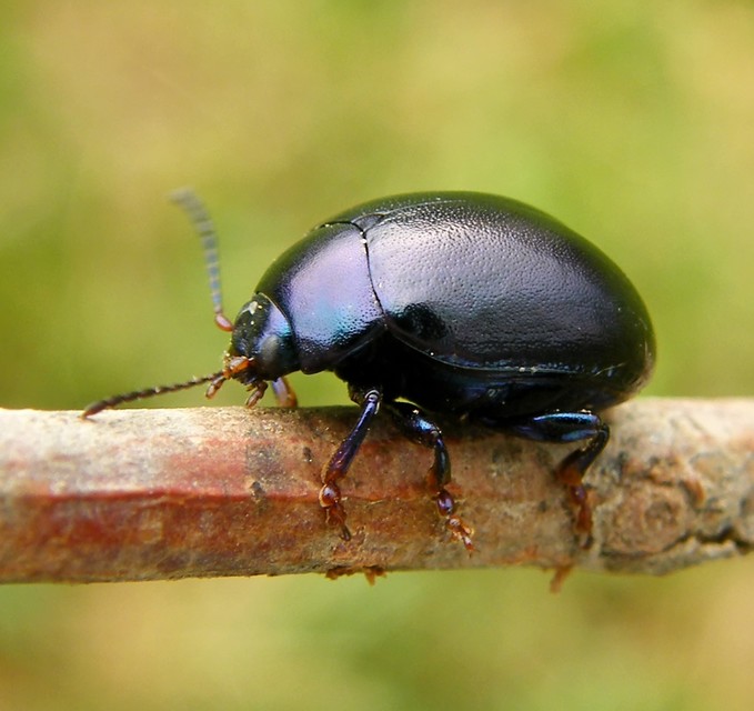 Chrysolina sturmi - vöröslábú levelész