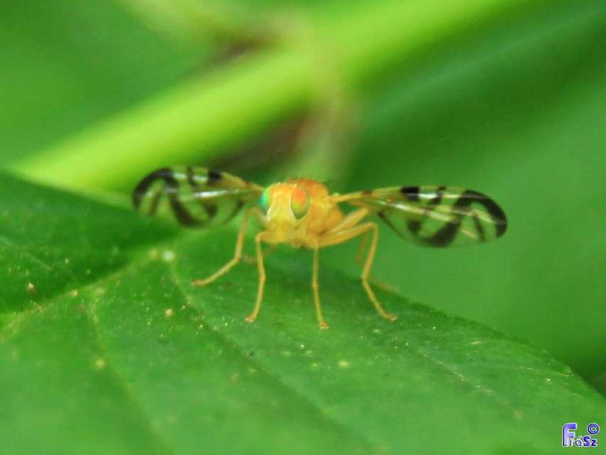 Acidia cognata