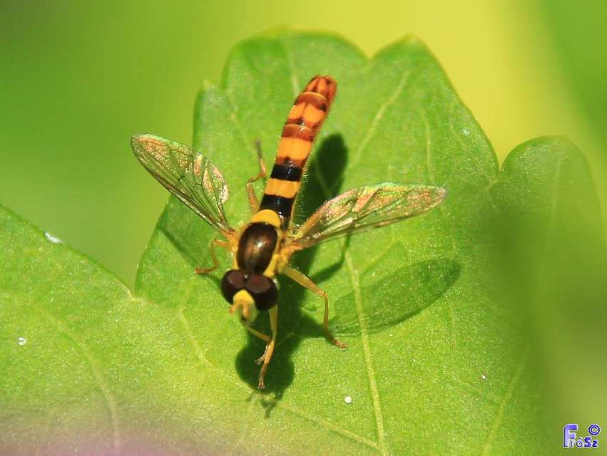 Sphaerophoria scripta - tarka darázslégy