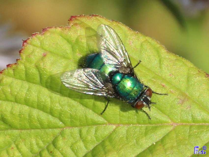 Lucilia