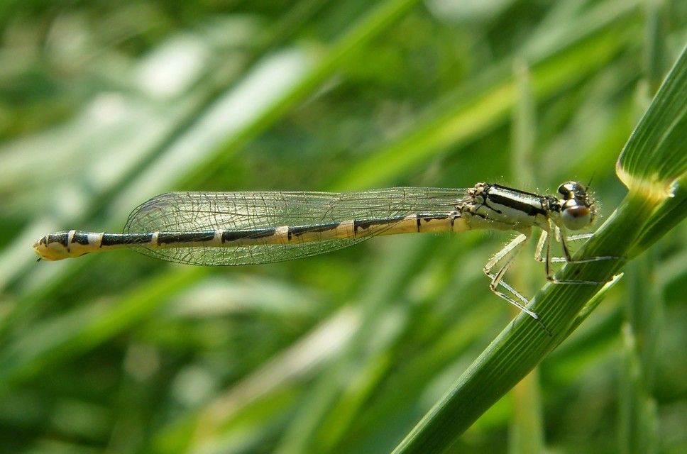 Coenagrion scitulum - mediterrán légivadász