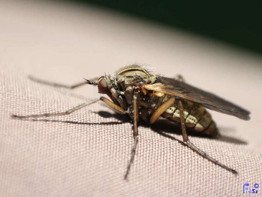 Empis tessellata - kockás táncoslégy