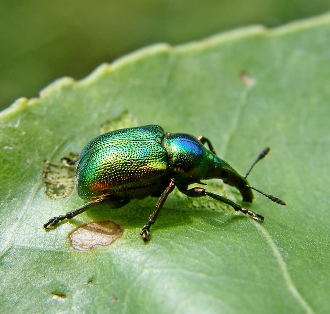 Byctiscus betulae - szőlő-levélsodró