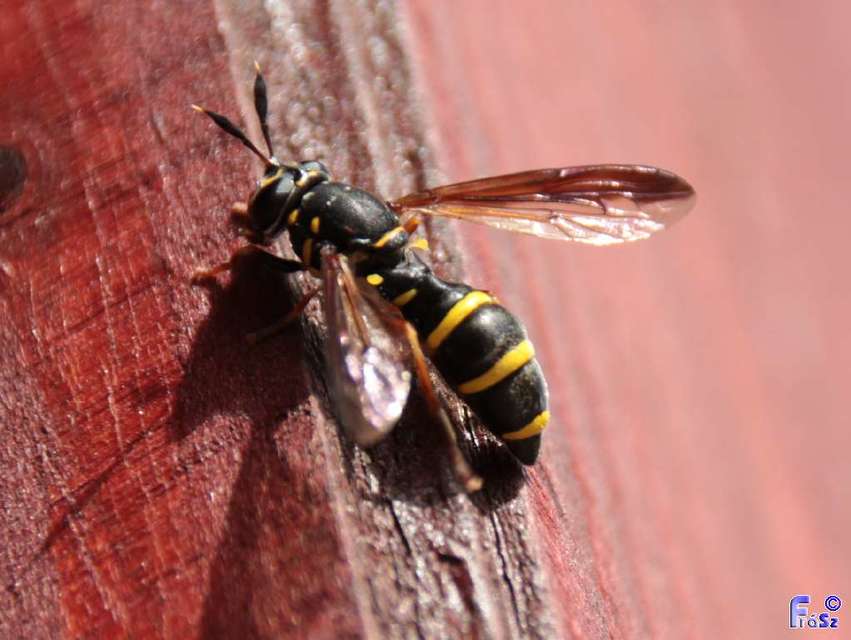 Sphiximorpha subsessilis - galagonya orsócsápúlégy