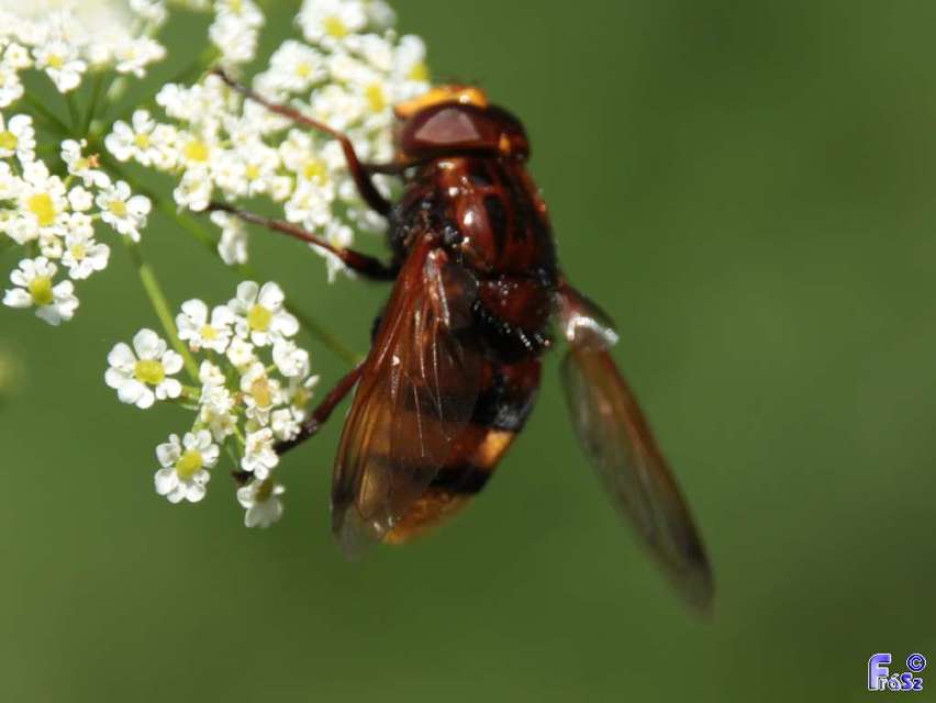 Volucella zonaria - kétöves pihelégy Volucella zonaria - kétöves pihelégy