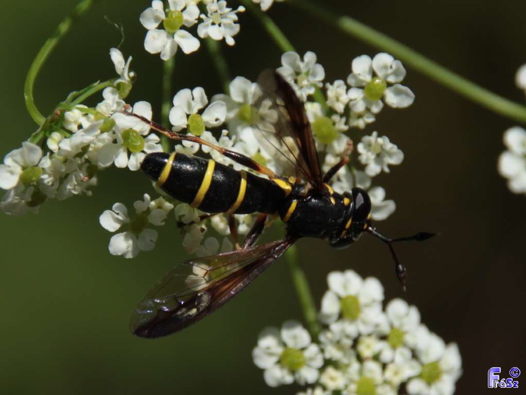 Ceriana conopsoides - nagy hosszúcsápúlégy