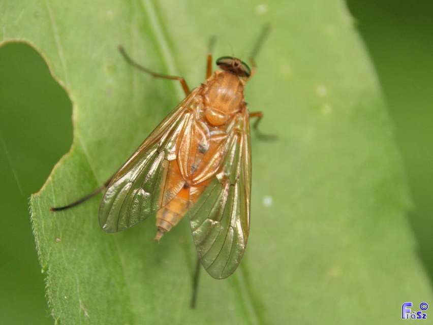 Rhagio tringarius - közönséges kószalégy