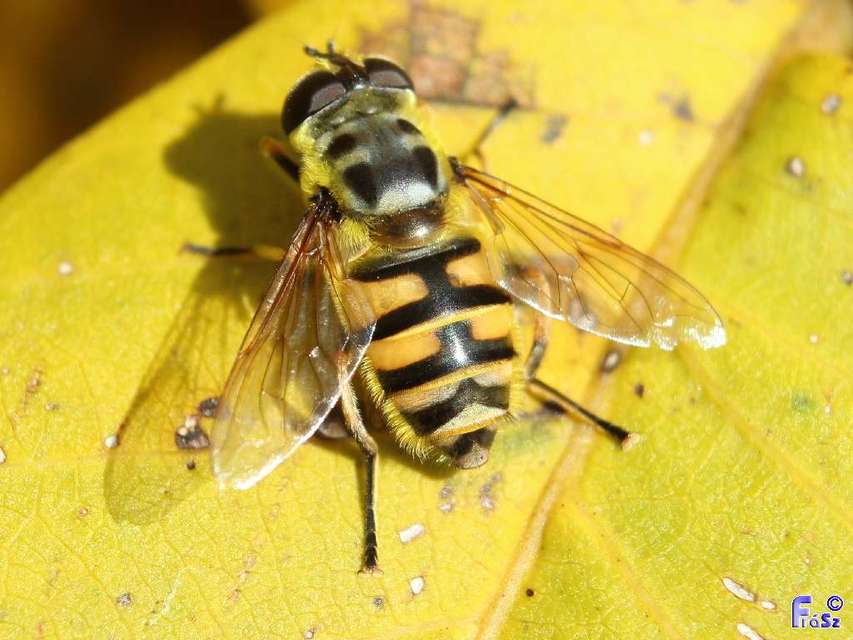 Myathropa florea - halálfejes odúlégy