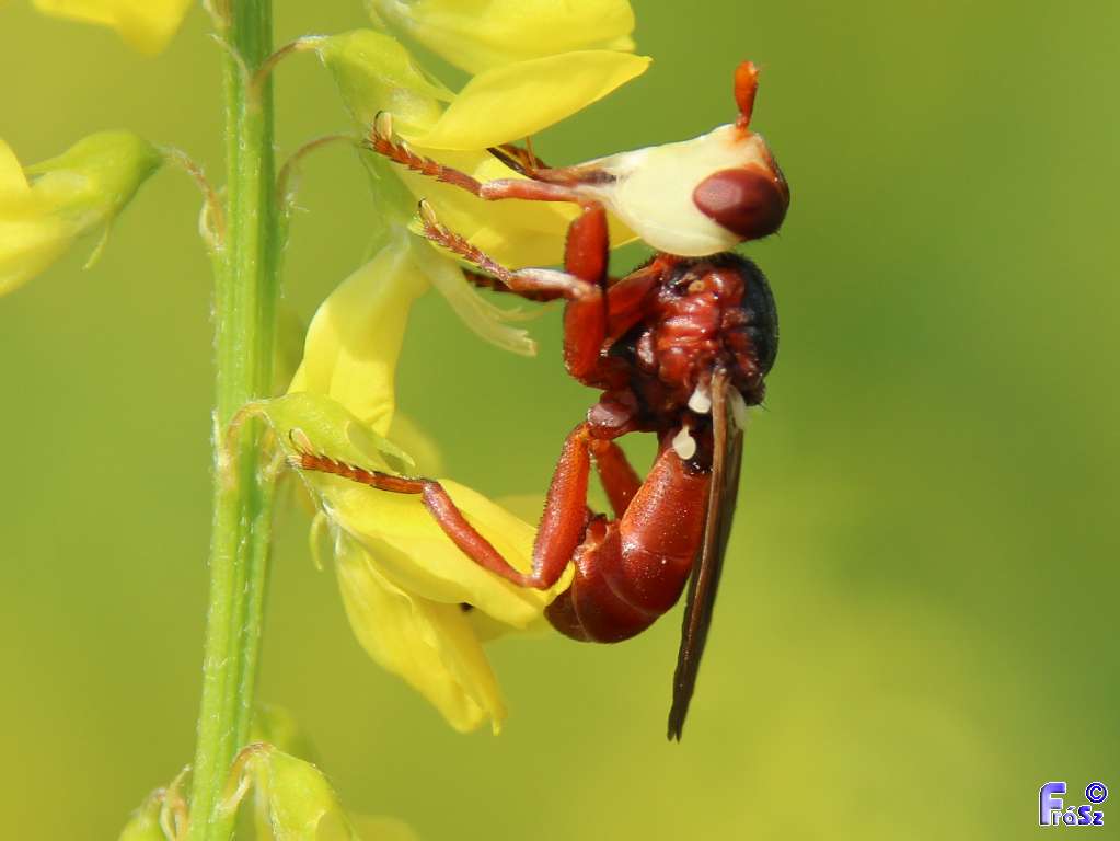 Myopa dorsalis